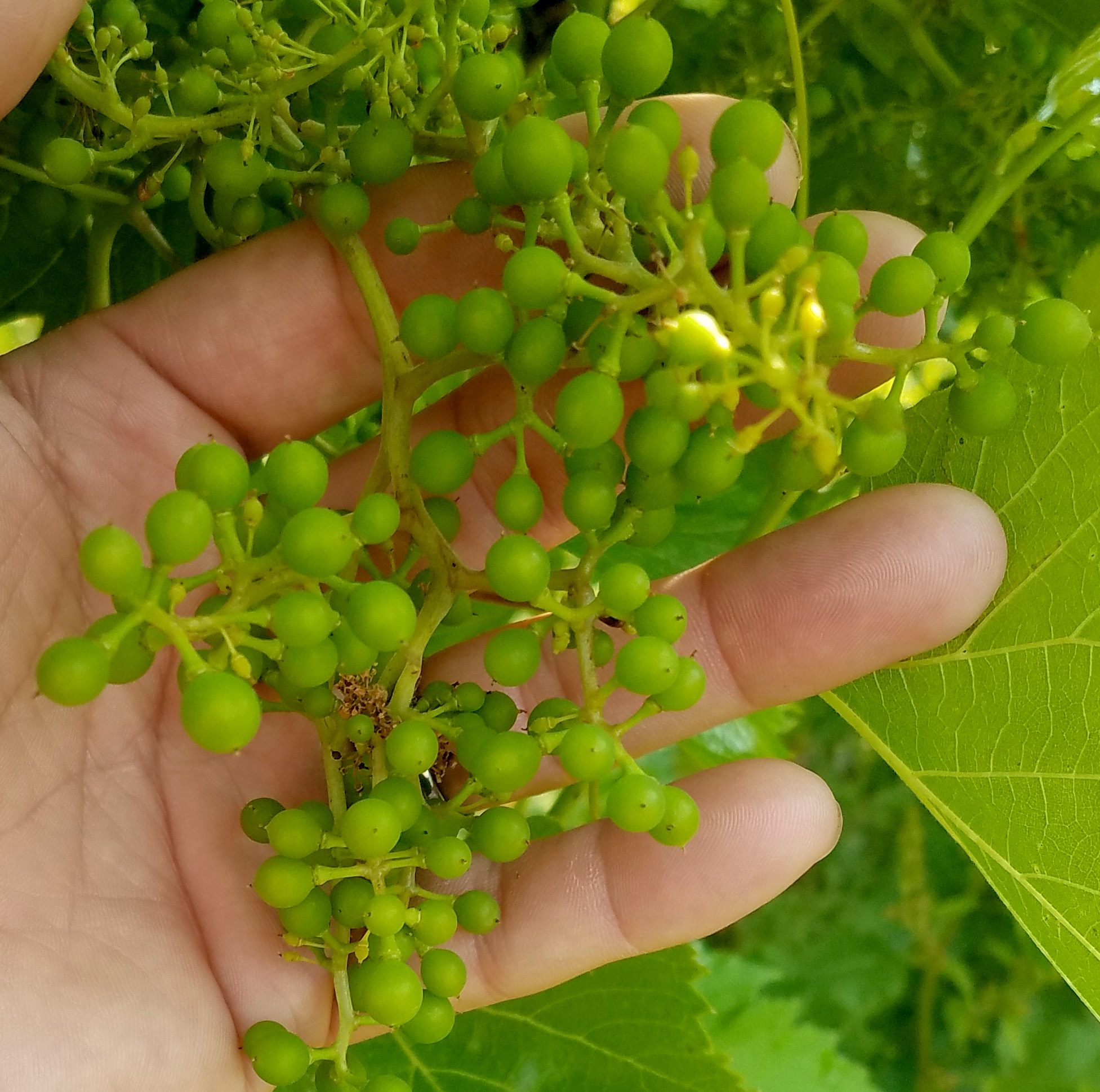 Frontenac grapes